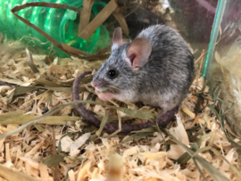 Engelse Muis €10,-