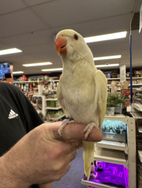 Halsbandparkiet Albino (prijs op aanvraag)