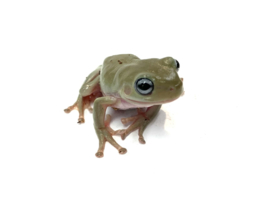 Koraalteenboomkikker Blue Eyes (Litoria Caerulea)
