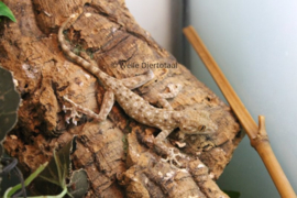 Waaierteengekko (Ptyodactylus hasselquistii) v.a. €12,50