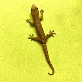 Rouwgekko (Lepidodactylus Lugubris) v.a. €29,95