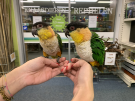 Caique €600,-