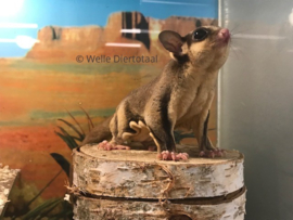 Wildkleur Sugar Glider  / Suikereekhoorn / Petaurus Breviceps v.a. €150,-