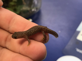 Alpenwatersalamander (Mesotritin Alpestris)