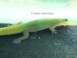 Goudstofdaggekko | Phelsuma Laticauda v.a. €65,-