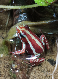 Epipedobates Tricolor (Driekleurige Gifkikker) 