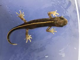 Italiaanse Kamsalamander (Triturus Carnifex) v.a. €17,50