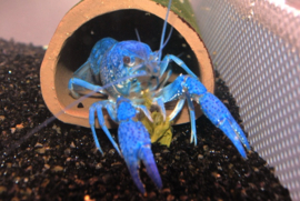 Blauwe Floridakreeft / Procambarus Alleni €14,95
