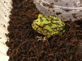 Pacman / Hoornkikker / Ceratophrys Cranwelli Groen v.a. €35,-