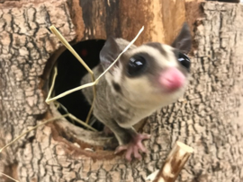 Wildkleur Sugar Glider  / Suikereekhoorn / Petaurus Breviceps v.a. €150,-