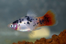 Platy Wit Spotted Redtail / Xiph. Mac. White Spotted Redtail €4,-