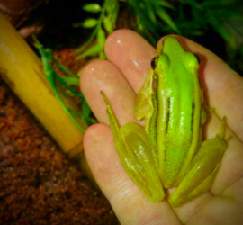 Rana Livida Odorrana (Groene Bergkikker) 