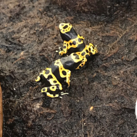 Bijengifkikker (Dendrobates Leucomelas) €55,-