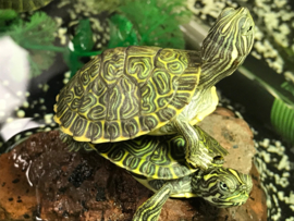 Pseudemys Concinna Hieroglyphica (Hiëroglyfensierschildpad) €35,-