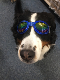 Honden zonnebril €9,95