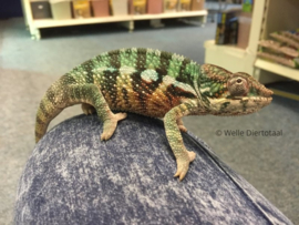 Panterkameleon (Furcifer Pardalis) v.a. €50,- (v) / €300,- (m)