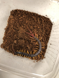 Scolopendra Alipes (Vlagstaart Duizendpoot) v.a. €20,-