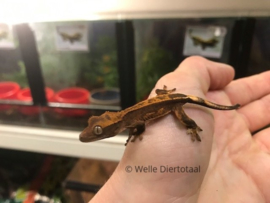 Wimpergekko (Correlophus Ciliatus) v.a. €50,-