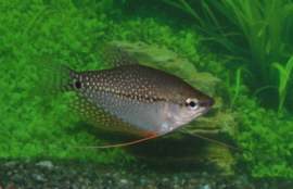 Diamant Gourami / Trichopodus Leeri v.a. €8,95