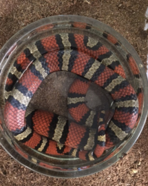 Koningsslang (Lampropeltis Ruthveni) v.a. €40,-