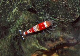 Caridina Cantonensis Crystal Red S / Crystal Red Garnaal v.a. €8,95