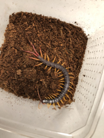 Scolopendra Alipes (Vlagstaart Duizendpoot) v.a. €20,-