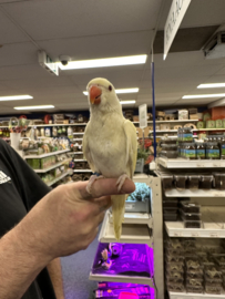 Halsbandparkiet Albino (prijs op aanvraag)