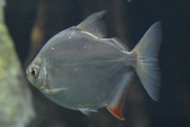 Zilveren Schijfzalm / Metynnis Hypsauchen / Herbivoor Piranha €9,50