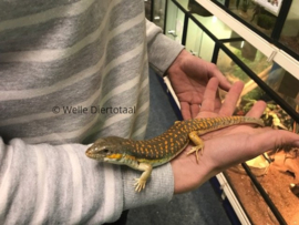 Berberskink (Eumeces schneideri) v.a. €55,-