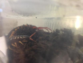 Reuzenduizendpoot (Scolopendra Subspinipes) v.a. €40,-
