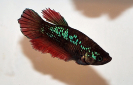 Betta Splendens Half Moon Vrouw €7,50