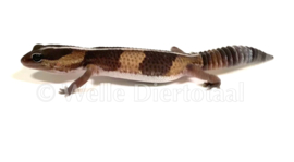 Vetstaartgekko (Hemitheconyx Caudicinctus) v.a. €27,50