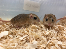 Kleine Egyptische Gerbil (Gerbillus Gerbillus) v.a. €15,-