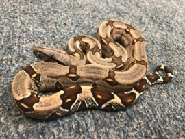 Afgodsslang (Boa Constrictor)