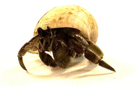 Heremietkreeft / Coenobita Rugosus v.a. €8,-