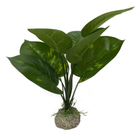 Anubias 1 Groen 24cm