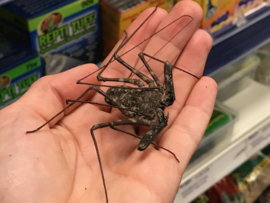 Zweepspin (Amblypygi / Damon Diadema) v.a. €25,- (vanaf prijs i.v.m. formaat dier)