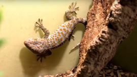 Tokeh (Gecko gekko) v.a. €75,-