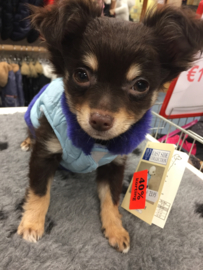 Prince jasje  teacup chihuahua €10,-