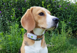 Weenect GPS Tracker Hond - met Triller en Bel