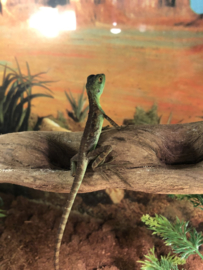 Helmbasilisk (Basiliscus Plumifrons) v.a. €35,-