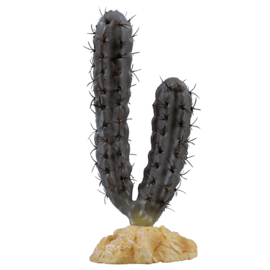 Finger Cactus 20cm
