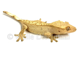 Wimpergekko (Correlophus Ciliatus) v.a. €50,-