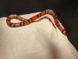 Koningsslang (Lampropeltis Triangulum Hondurensis Tangerine) v.a. €45,-