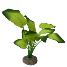 Anubias 3 Groen 20cm