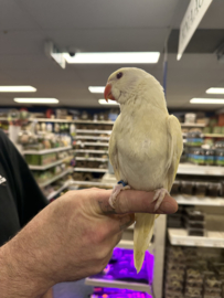 Halsbandparkiet Albino (prijs op aanvraag)