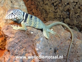 Halsbandleguaan (Crotaphytus collaris) v.a. €65,-