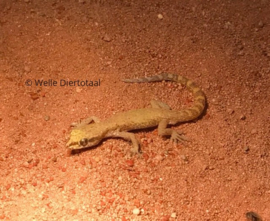 Microgekko (Tropiocolotes Nattereri) v.a. €15,-
