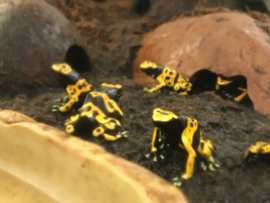 Bijengifkikker (Dendrobates Leucomelas) €55,-