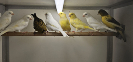 Kanarie €15,- | Normaal, Gloster